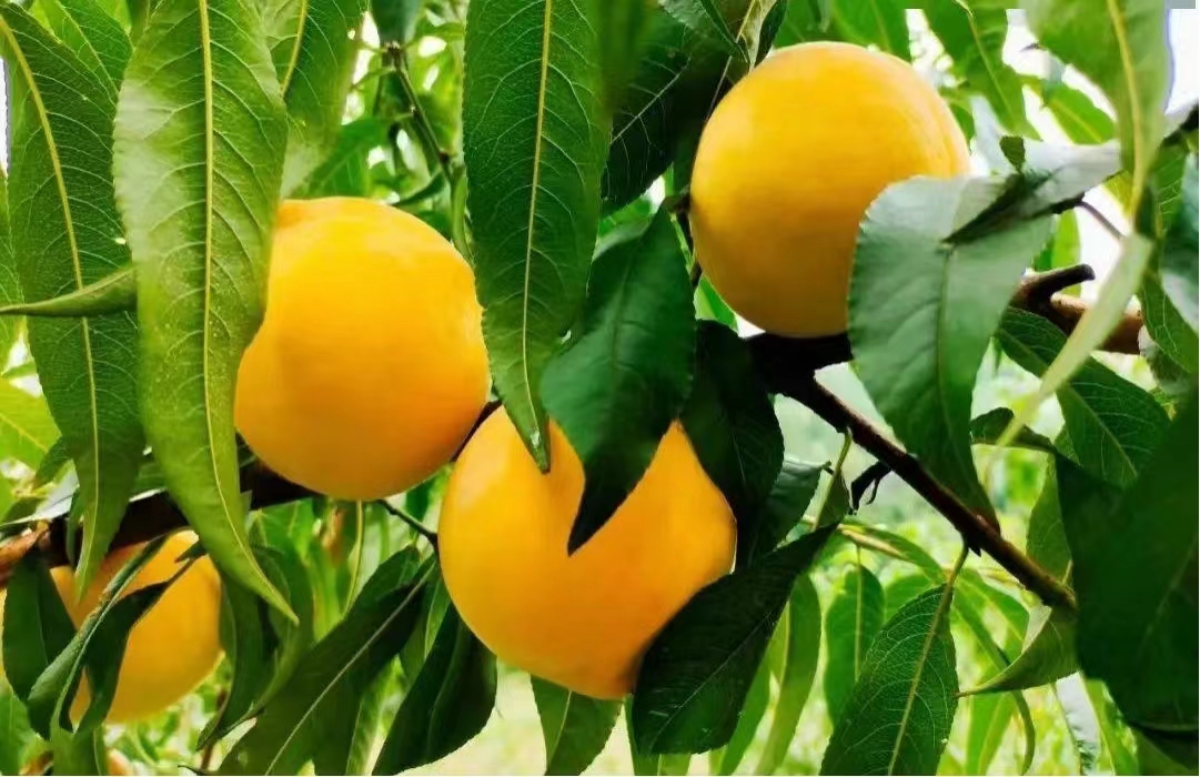 1686789076566552.jpeg 微信圖片_20230615082931.jpg